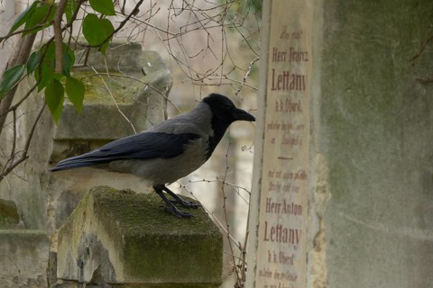 St Marx Cemetery, Hooded Crow (Corvus cornix), Vienna