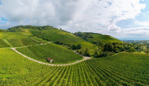 Green vineyards and rolling hills under a cloudy sky, Winterhalde area, Korber Kopf, near the