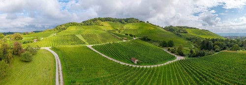 Sunny vineyards with green hills and winding paths, Winterhalde area, Korber Kopf, near the