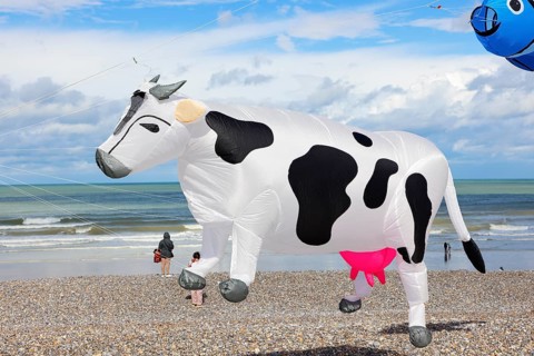 Kite festival, international kite festival, kite in the shape of a cow, Dieppe, Normandy, France