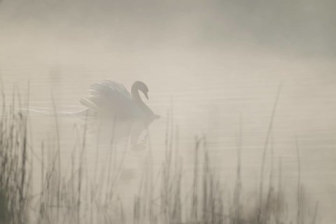 Mute swan (Cygnus olor) swimming in an imposing posture on a lake, foggy swathes, Lower Saxony,