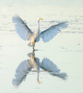Great White Egret (Ardea alba) with outstretched wings approaching the shallow water zone in a