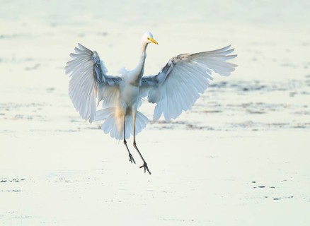 Great White Egret (Ardea alba) with outstretched wings approaching the shallow water zone in a