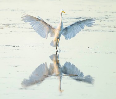 Great White Egret (Ardea alba) with outstretched wings approaching the shallow water zone in a