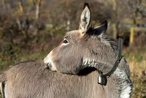 Domestic donkey (Equus asinus asinus) scratches its back, Switzerland