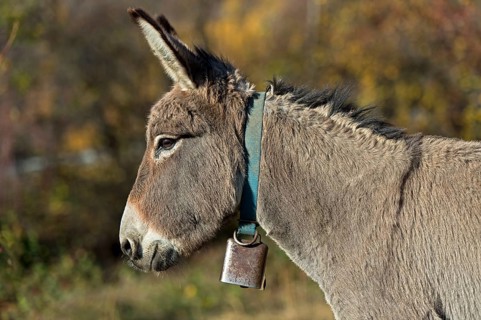 Portrait, domestic donkey (Equus asinus asinus), Switzerland