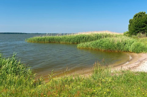 Shore zone overgrown with reed grass on the Achterwasser, nature reserve Südspitze Gnitz, Usedom