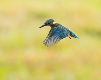Kingfisher (Alcedo atthis) in flight, shaking, shaking flight, Lower Saxony, Germany