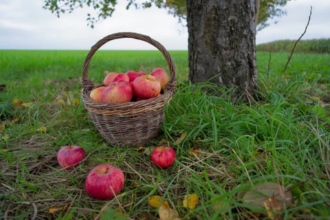 Willow basket with Jakob fisherman apples, Jakob fisherman, apple variety, fruit, apple strudel,