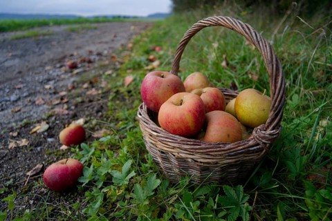 Wicker basket with Boskoop apple, Boskop, Boskop apple, apple variety, fruit, apple strudel, apple