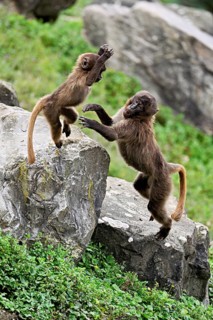 Djelada or blood-breasted baboon (Theropithecus gelada), old animal with young playing on rock,