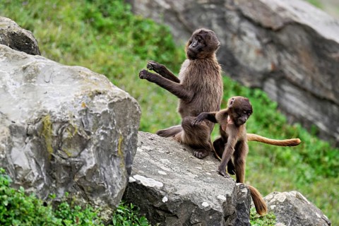 Djelada or blood-breasted baboon (Theropithecus gelada), old animal with young sitting on a rock,