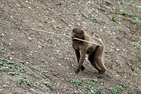 Young jelada or blood-breasted baboon (Theropithecus gelada), with branch in mouth, captive,