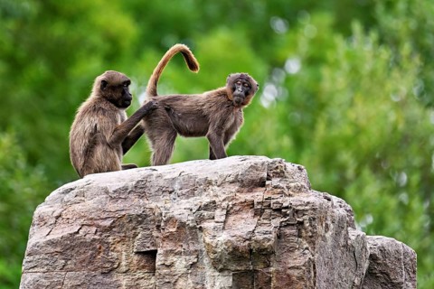 Djeladas or blood-breasted baboons (Theropithecus gelada), grooming, Lausen, captive, Switzerland