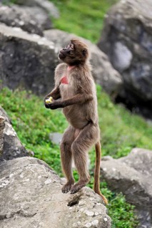 Djelada or blood-breasted baboon (Theropithecus gelada), captive, Switzerland