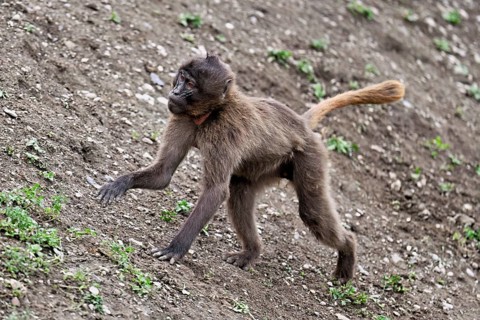 Young jelada or blood-breasted baboon (Theropithecus gelada), running, captive, Switzerland