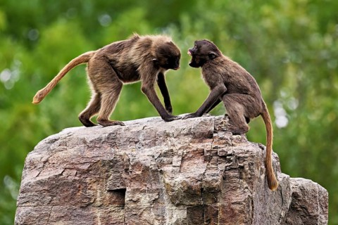 Two djeladas or blood-breasted baboons (Theropithecus gelada), in a playful fight on rock, captive,