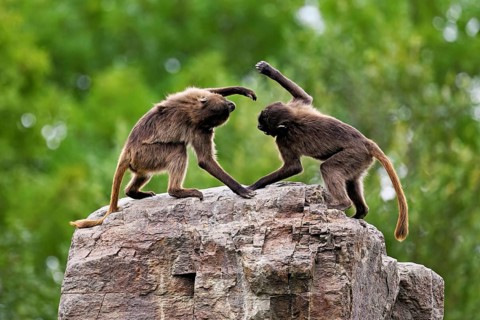Two djeladas or blood-breasted baboons (Theropithecus gelada), in a playful fight on rock, captive,