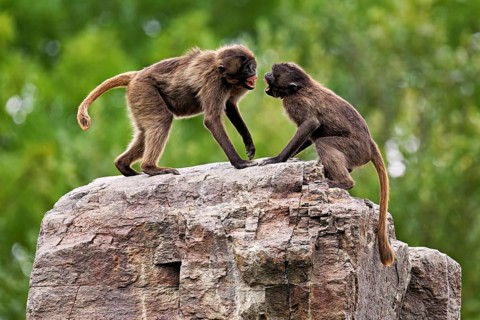 Two djeladas or blood-breasted baboons (Theropithecus gelada), in a playful fight on rock, captive,