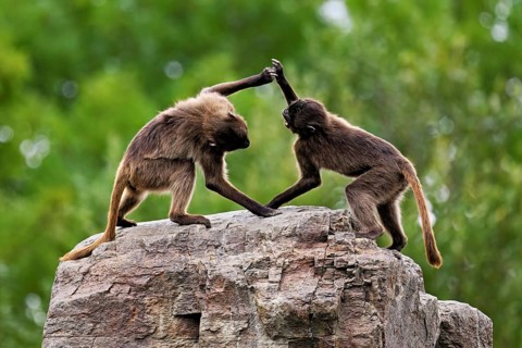 Two djeladas or blood-breasted baboons (Theropithecus gelada), in a playful fight on rock, captive,