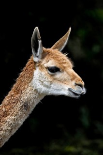 Vicuña (Vicugna vicugna), animal portrait, captive, occurrence South America