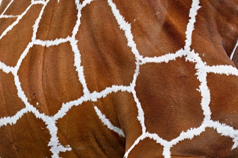 Reticulated giraffe (giraffa camelopardalis reticulata), close-up of the skin, captive, Switzerland