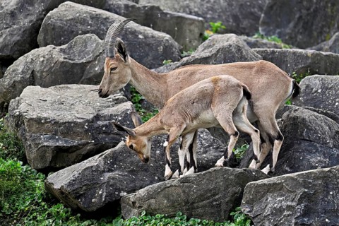 Nubian ibex (Capra nubiana), with young, captive, Switzerland