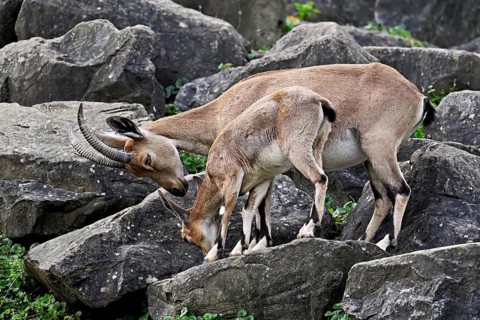 Nubian ibex (Capra nubiana), with young, captive, Switzerland