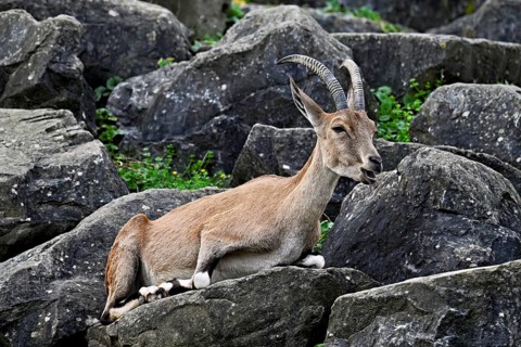 Nubian ibex (Capra nubiana), sitting on rock, captive, Switzerland