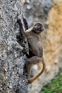 Djelada or blood-breasted baboon (Theropithecus gelada), old animal climbing on rock, captive,