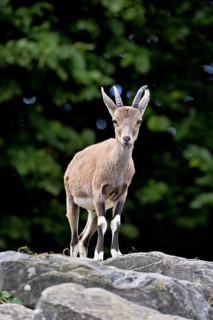 Nubian ibex (Capra nubiana), young animal standing on rock, captive, Switzerland