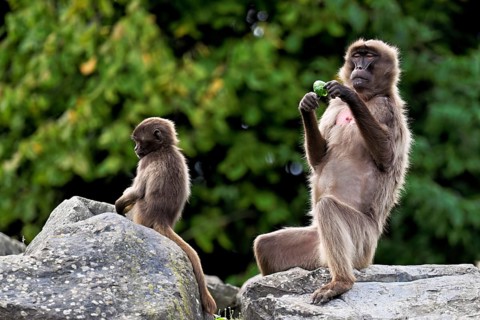 Djelada or blood-breasted baboon (Theropithecus gelada), old animal with young sitting on a rock,