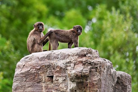 Djeladas or blood-breasted baboons (Theropithecus gelada), grooming, Lausen, captive, Switzerland