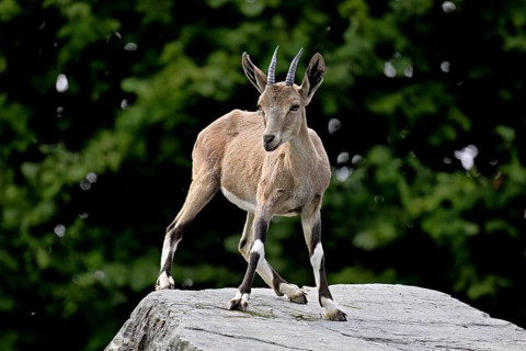 Nubian ibex (Capra nubiana), young animal standing on rock, captive, Switzerland