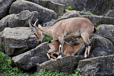 Nubian ibex (Capra nubiana), young animal drinking its mother's milk, captive, Switzerland