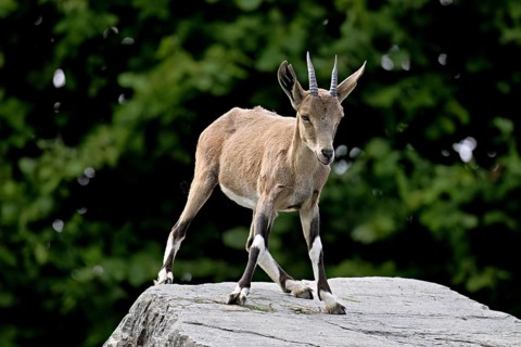 Nubian ibex (Capra nubiana), young animal standing on rock, captive, Switzerland