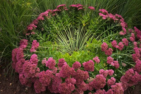 Stonecrop, also Sedum, blown away by the wind, storm, Stuttgart, Baden-Württemberg, Germany