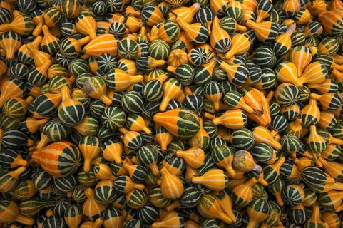 Ornamental pumpkins, pumpkin, pumpkins, stall, market, Stuttgart, Baden-Württemberg, Germany