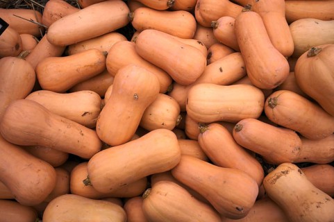 Butternut squash, pumpkins, stall, market, Stuttgart, Baden-Württemberg, Germany