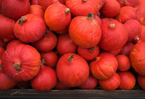 Red Hokkaido pumpkin, pumpkins, stall, market, Stuttgart, Baden-Württemberg, Germany