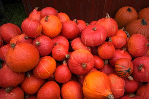 Red Hokkaido pumpkin, pumpkins, stall, market, Stuttgart, Baden-Württemberg, Germany
