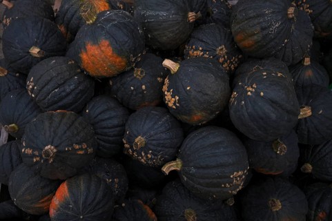 Green Hokkaido pumpkin, pumpkins, stall, market, Stuttgart, Baden-Württemberg, Germany