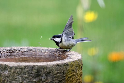 Great tit (Parus major), bird bath, water, garden, cute, Germany, A great tit is sitting on the