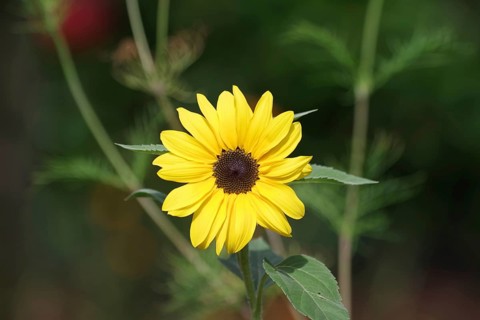 Sunflower (Helianthus annuus), yellow, flower, small, pretty, single, garden