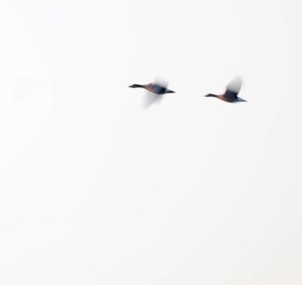 Greylag goose (Anser anser), two greylag geese in flight, motion blur, long exposure, dragging,
