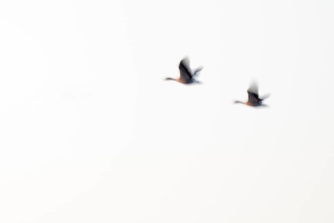 Greylag goose (Anser anser), two greylag geese in flight, motion blur, long exposure, dragging,