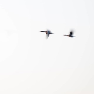 Greylag goose (Anser anser), two greylag geese in flight, motion blur, long exposure, dragging,