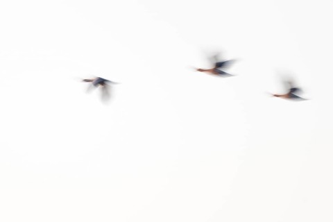 Greylag goose (Anser anser), three greylag geese in flight, motion blur, long exposure, dragging,
