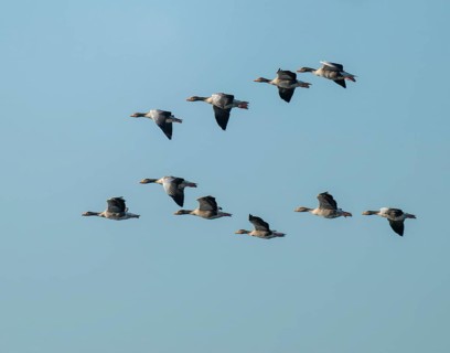 Greylag goose (Anser anser), a flock of greylag geese in flight, blue sky, Lower Saxony, Germany