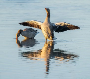 Greylag goose (Anser anser) two greylag geese standing in the shallows of a wetland, one goose